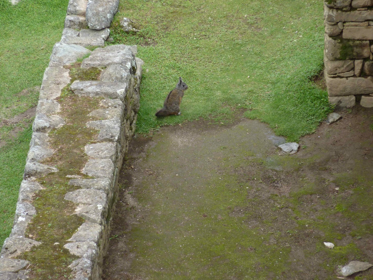 A Chinchilla