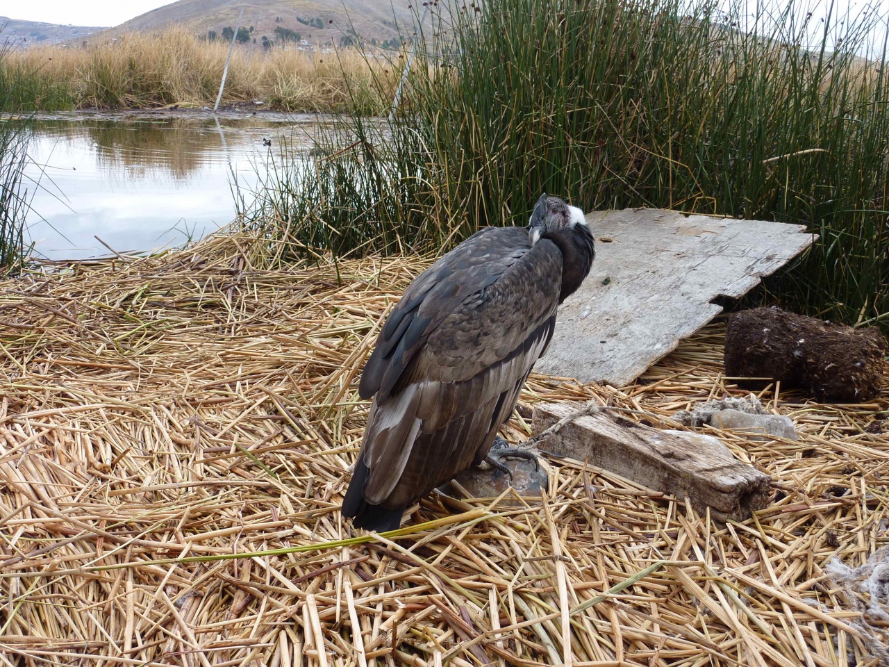 Jeune condor captif