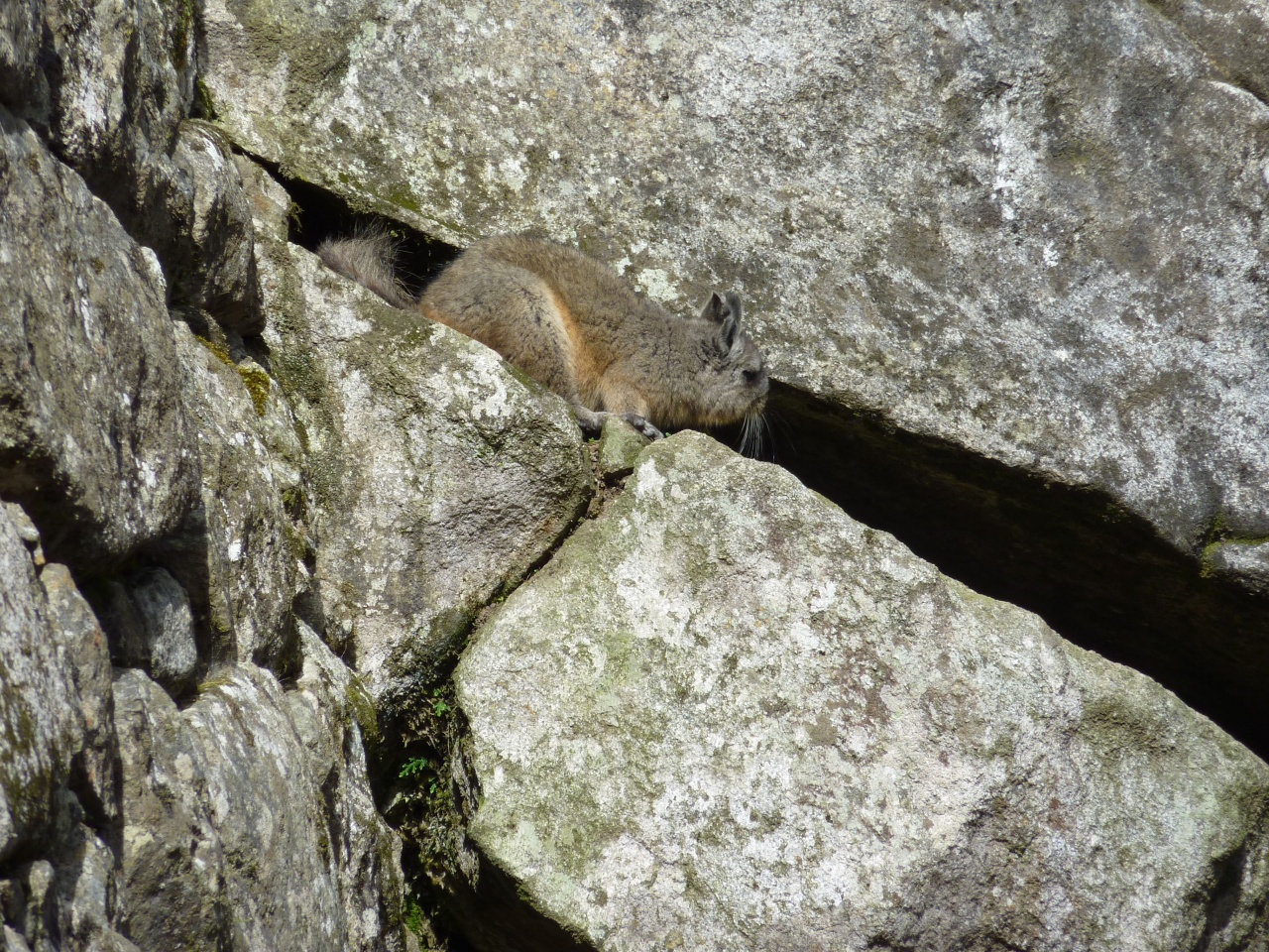 Chinchilla inca