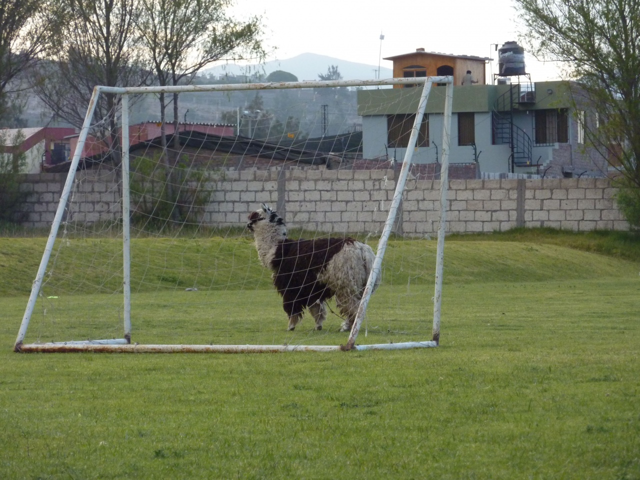 Lama dans les buts (excuse me) !