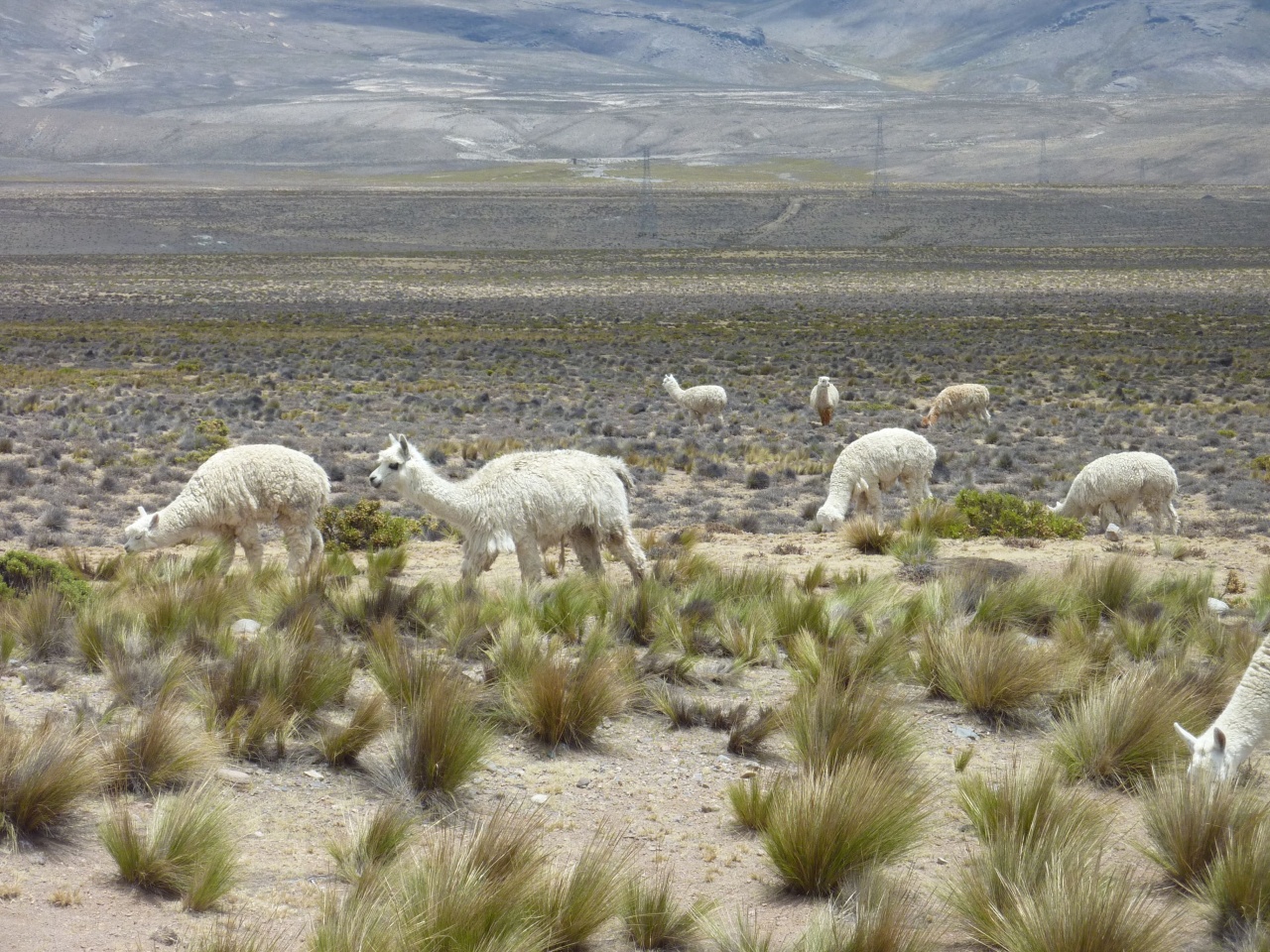 troupeau d'alpagas